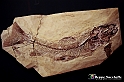 VBS_9076 - Museo Paleontologico - Asti